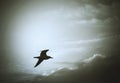 seagull lone bird flying in dramatic cloudy sky, monochrome