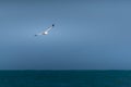 Seagull lonely flight in Miami Beach Royalty Free Stock Photo