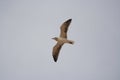 Seagull with long wings  flying in the blue sky Royalty Free Stock Photo