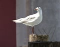 A Seagull look at the sky