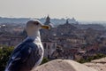 Bird standing guard over Rome Royalty Free Stock Photo