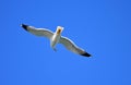 A Seagull Looking Around