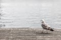 Seagull looking away on deck at water edge