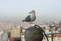 Seagull looking at camera on city background