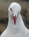 Seagull looking at camera. Royalty Free Stock Photo
