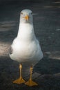 Seagull looking at camera Royalty Free Stock Photo