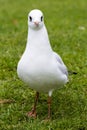 A seagull looking at camera Royalty Free Stock Photo
