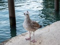 Seagull looking at camera while standing near water outdoors Royalty Free Stock Photo