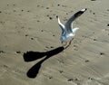 Seagull looking for food. Royalty Free Stock Photo