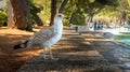 Seagull is looking for food along the promenade in Fazana Royalty Free Stock Photo