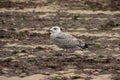 Seagull looking for food on the beach Royalty Free Stock Photo