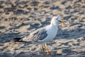 Seagull looking for food on the beach, a very intelligent animal adapts to situations and environments.