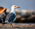 A seagull looking for food on the beachside backside Royalty Free Stock Photo