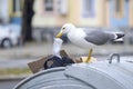 Seagull looking for food in the garbage 1 Royalty Free Stock Photo