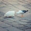 Seagull looking for food in garbage bage bag Royalty Free Stock Photo