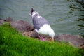 Seagull looking for food Royalty Free Stock Photo