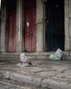 Seagull looking for food in old historic street of oporto , Portugal Royalty Free Stock Photo