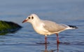 Seagull looking for food in the water on the seashore Royalty Free Stock Photo