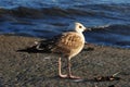 Seagull looking at the ocean from a pier Royalty Free Stock Photo