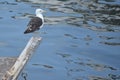 Seagull looking at ocean Royalty Free Stock Photo