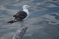 Seagull looking at ocean Royalty Free Stock Photo