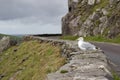 A seagull looking out to sea on rugged stone wall along Slea Head Drive in Dingle, Ireland Royalty Free Stock Photo