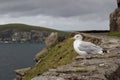 Seagull looking out to sea on rugged stone wall along Slea Head Drive in Dingle, Ireland Royalty Free Stock Photo