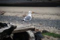 Seagull Looking Out To Sea