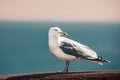 Seagull Royalty Free Stock Photo