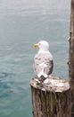 Seagull Looking on Pier Post Royalty Free Stock Photo
