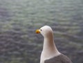 Seagull Looking at Sea Royalty Free Stock Photo