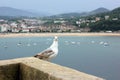 A seagull looking straight at the camera with a beautiful beach in the background Royalty Free Stock Photo