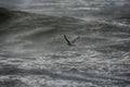 Seagull looking to Land on Cresting Wave