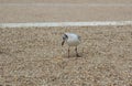 seagull looks at a piece of bread on pebbles Royalty Free Stock Photo