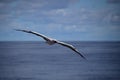 Seagull gliding through the air Royalty Free Stock Photo