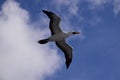 Seagull gliding through the air Royalty Free Stock Photo