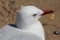 Seagull Royalty Free Stock Photo