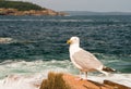 Seagull on Maine coast