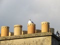 Seagull makes this chimney a warm a cosy home, a little hot at times