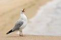 Seagull making loud announcement at beach. Royalty Free Stock Photo
