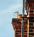 Seagull making nest Royalty Free Stock Photo