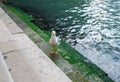 The seagull on marble steps. Grand Canal. Venice Royalty Free Stock Photo