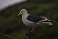 Seagull on the mast of the ship. Royalty Free Stock Photo