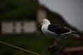 Seagull on the mast of the ship. Royalty Free Stock Photo