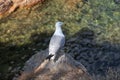 Seagull in a mediterranian costa brava creek