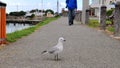 Seagull and men Royalty Free Stock Photo
