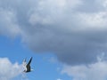 Seagull Mew Bird Flying at Background of Dark Storm Clouds on the Sky Royalty Free Stock Photo