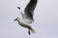 A seagull in flight in a cloudy day