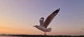 Seagull Migration in Bangpu Samutprakan Thailand Royalty Free Stock Photo