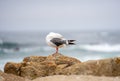 Seagull in 17-Mile Drive Royalty Free Stock Photo